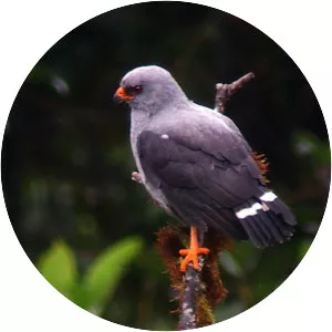 Plumbeous hawk