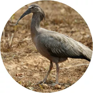 Plumbeous ibis