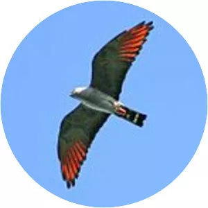 Plumbeous kite - Bird