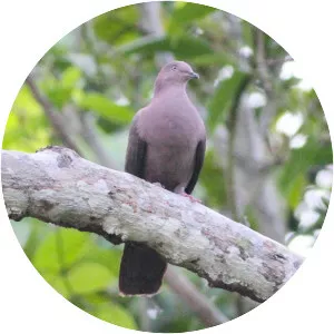 Plumbeous pigeon