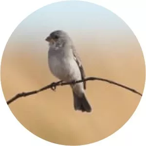 Plumbeous seedeater