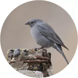 Plumbeous sierra finch - Bird