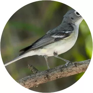 Plumbeous vireo