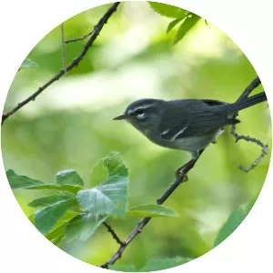 Plumbeous warbler