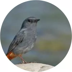 Plumbeous water redstart