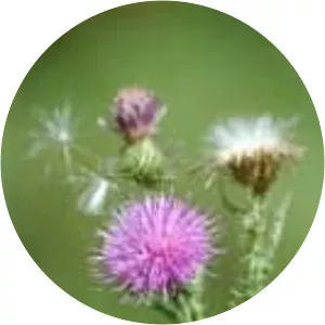 Plumeless thistles