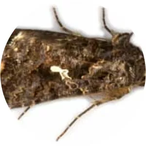 Plusiinae