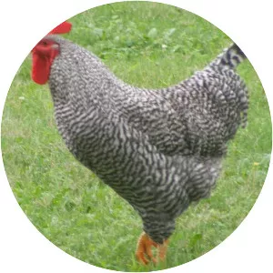 Plymouth Rock chicken - Chicken breed