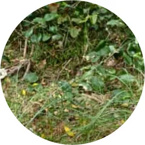 Poa affinis