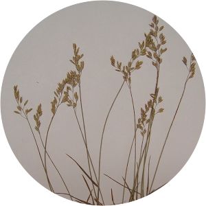 Poa glauca - 