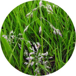 Poa humilis - 