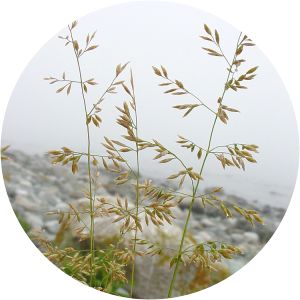 Poa palustris - 