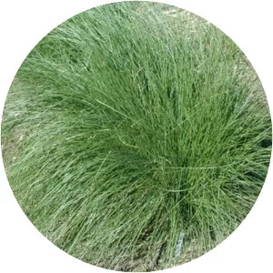Poa poiformis - 