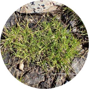 Poa supina - 