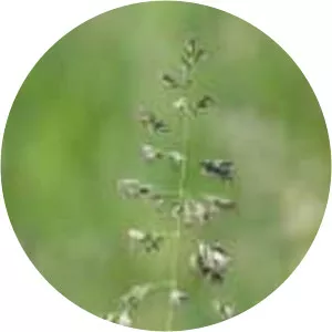 Poa trivialis - Plants