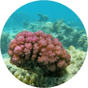 Pocillopora damicornis