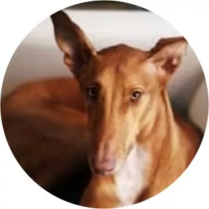 Podenco Canario