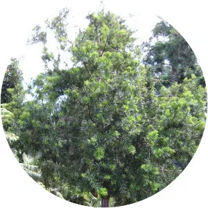 Podocarpus lambertii