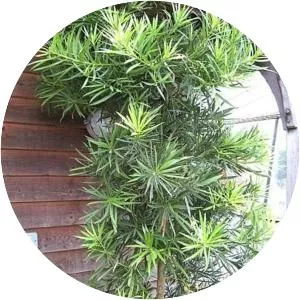 Podocarpus macrophyllus