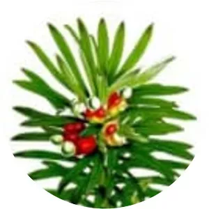 Podocarpus neriifolius