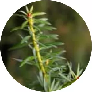 Podocarpus nubigenus