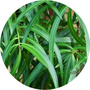 Podocarpus salignus - Plants