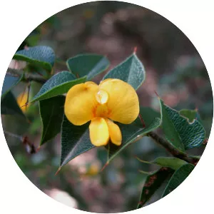 Podolobium aciculiferum