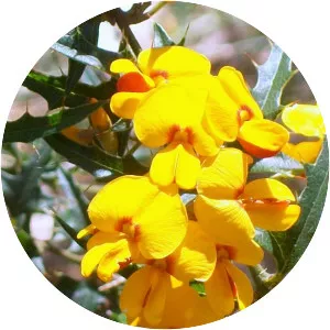 Podolobium ilicifolium