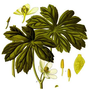 Podophyllum peltatum