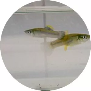 Poecilia mexicana photograph