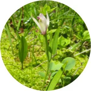 Pogonia minor - 