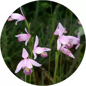 Pogonia