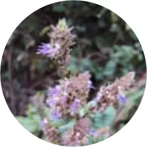 Pogostemon benghalensis