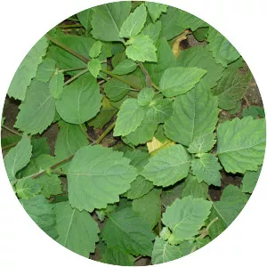 Pogostemon heyneanus