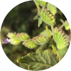 Pogostemon purpurascens