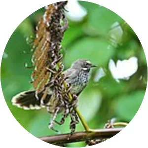 Pohnpei fantail - Bird