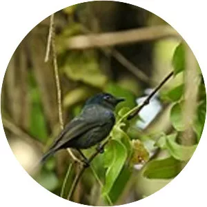 Pohnpei flycatcher - Bird