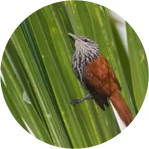 Point-tailed palmcreeper