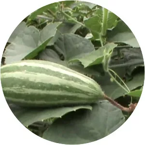 Pointed gourd