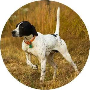 Pointer - Dog breed