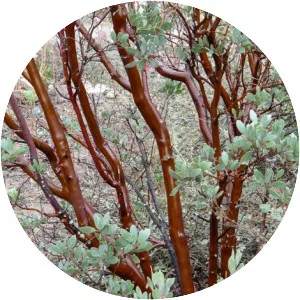 Pointleaf manzanita