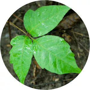 Poison Ivy Rorschach - Comic book character