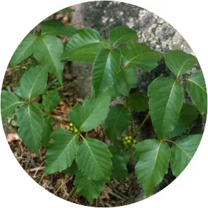 Poison oaks
