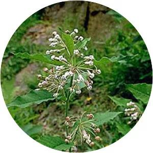 Poke milkweed - 