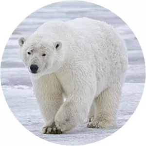 Polar bear