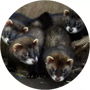 Polecatferret hybrid