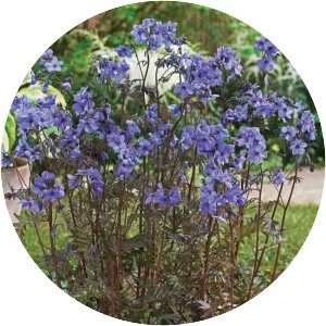 Polemonium