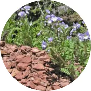 Polemonium pulcherrimum - 