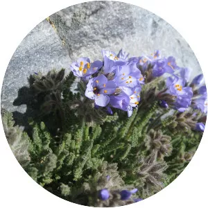 Polemonium viscosum