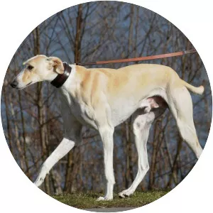 Polish greyhound
